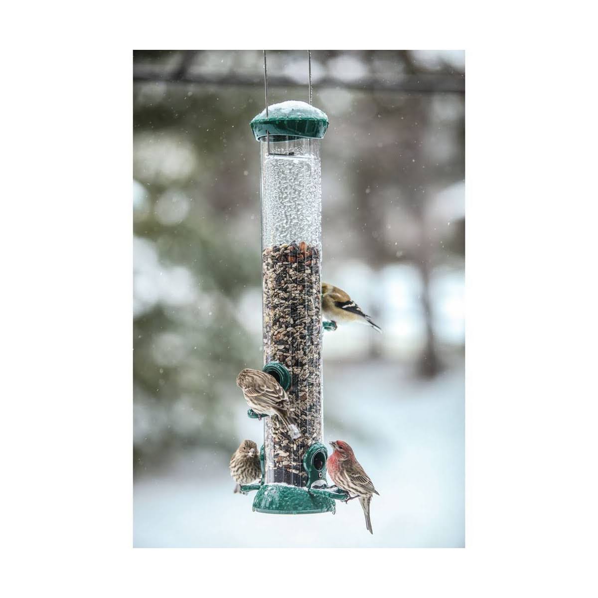 Birds Choice Clever Clean Tube Bird Feeder