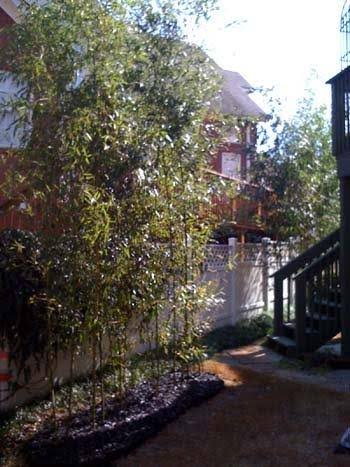 Bamboo Shield 75 Foot Long x 30 inch Wide