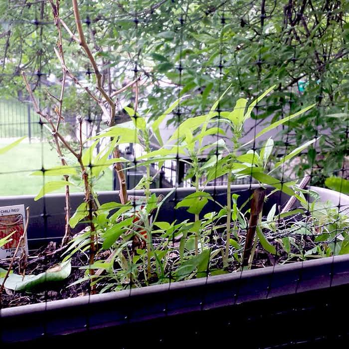 Bird-X NET-STD-100-14 Standard Bird Net, 100 x 14 ft