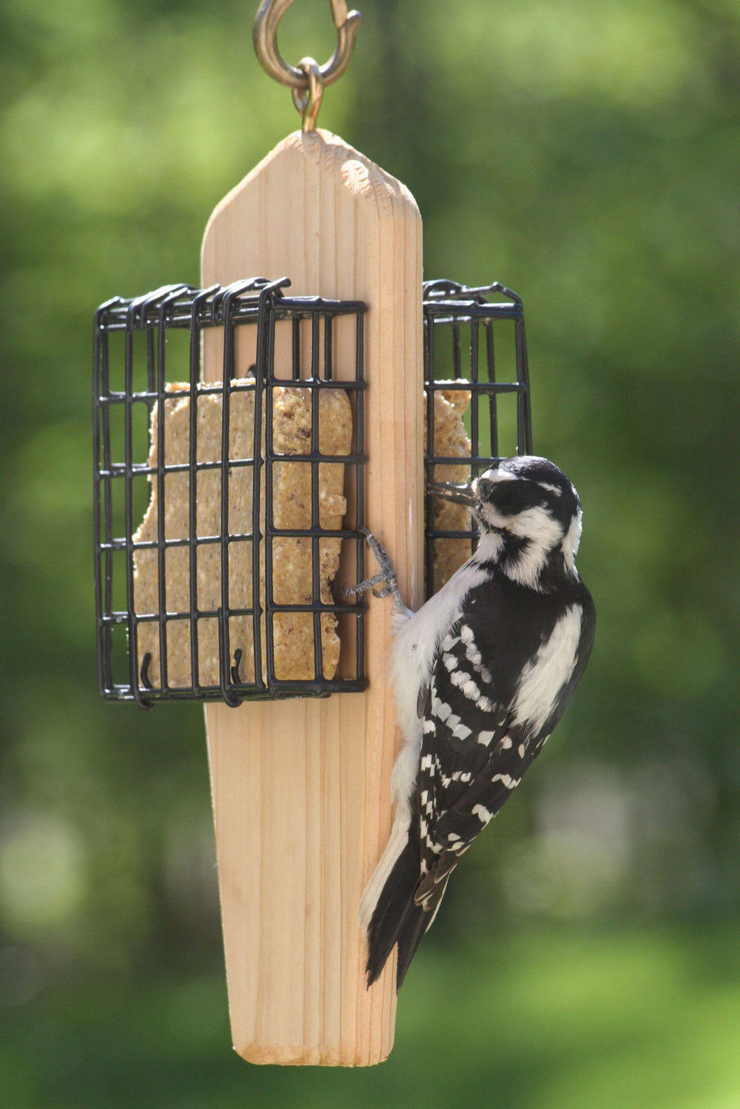 Birds Choice Double Cake Hanging Suet Feeder