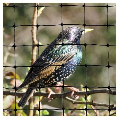 Bird-X Standard Bird Net, 100 by 14-Feet