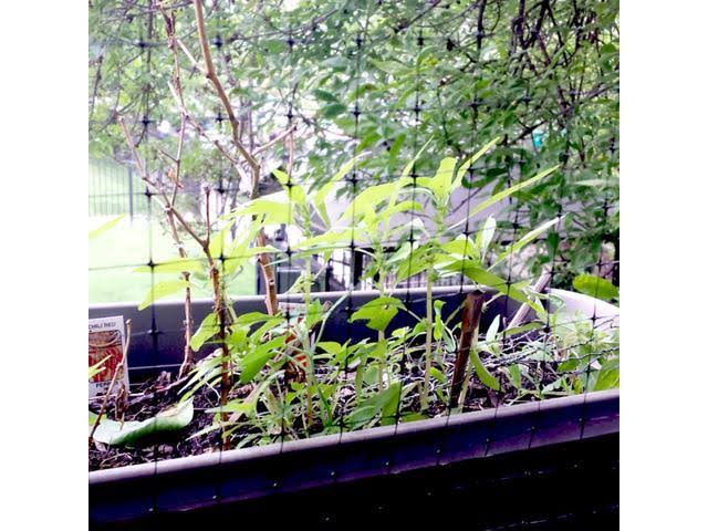 Bird-X Standard BirdNet 3/4x22 Mesh - 200&x14&