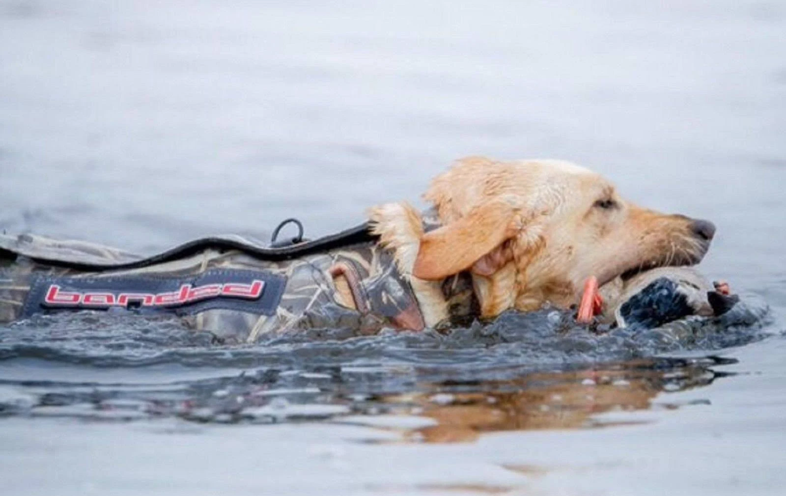 Banded 5mm Dog Parka - Bottomland