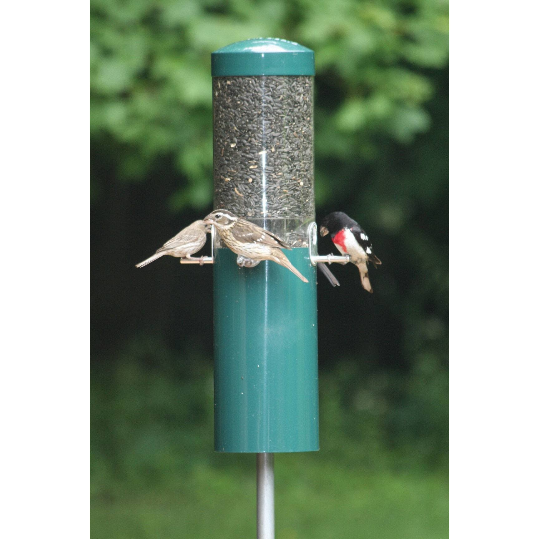Birds Choice Classic Bird Feeder with Squirrel Baffle and Pole