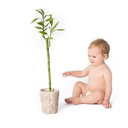 Andy Pandy Premium Bamboo Disposable Diapers, Small, 94 Count.