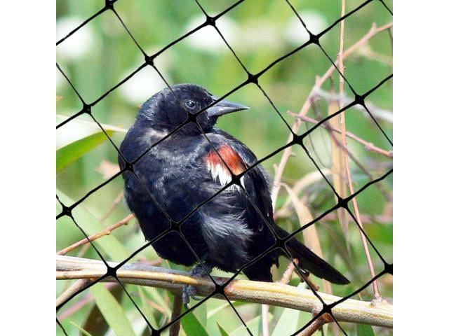 Bird-X NET-STD-100-14 Standard Bird Net, 100 x 14 ft